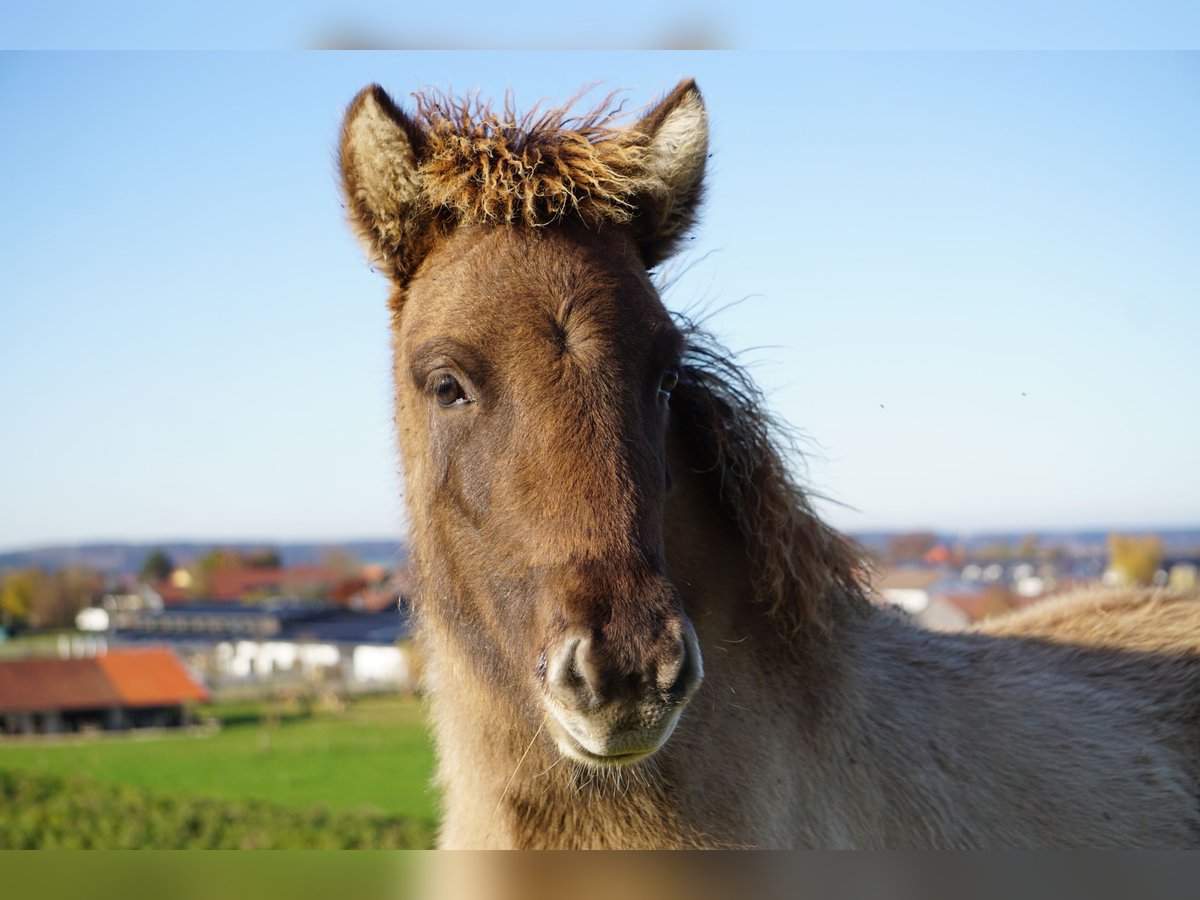 Icelandic Horse Stallion Foal (05/2024) 14,1 hh Dun in Denklingen