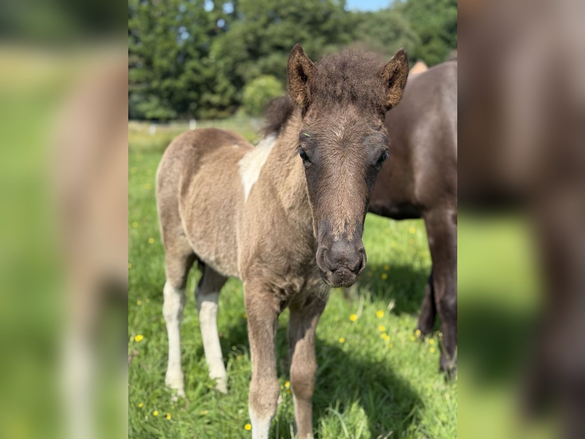 Icelandic Horse Stallion  14 hh Pinto in Thuine