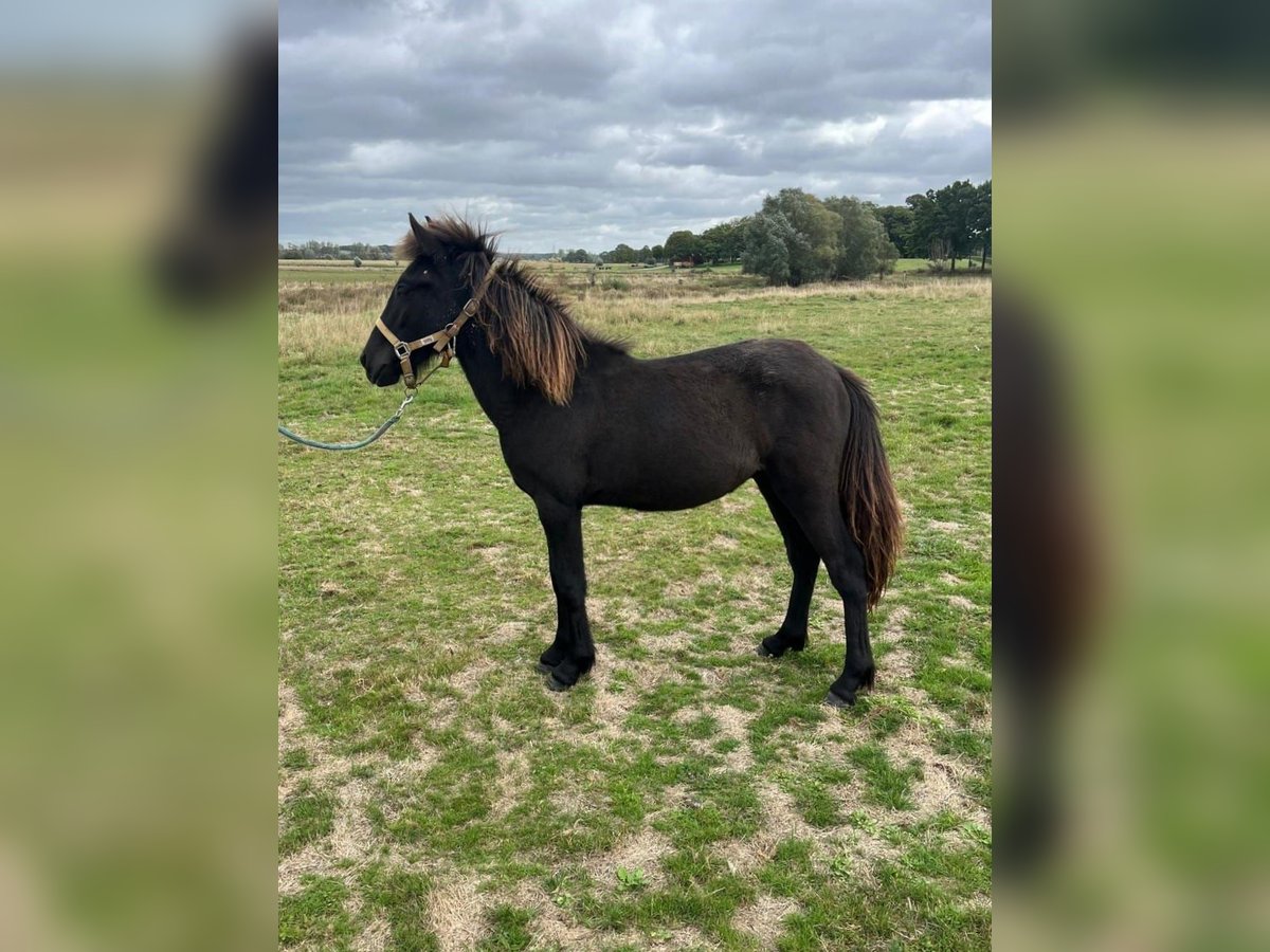 Icelandic Horse Stallion Foal (07/2025) 14,2 hh Grullo in Venlo