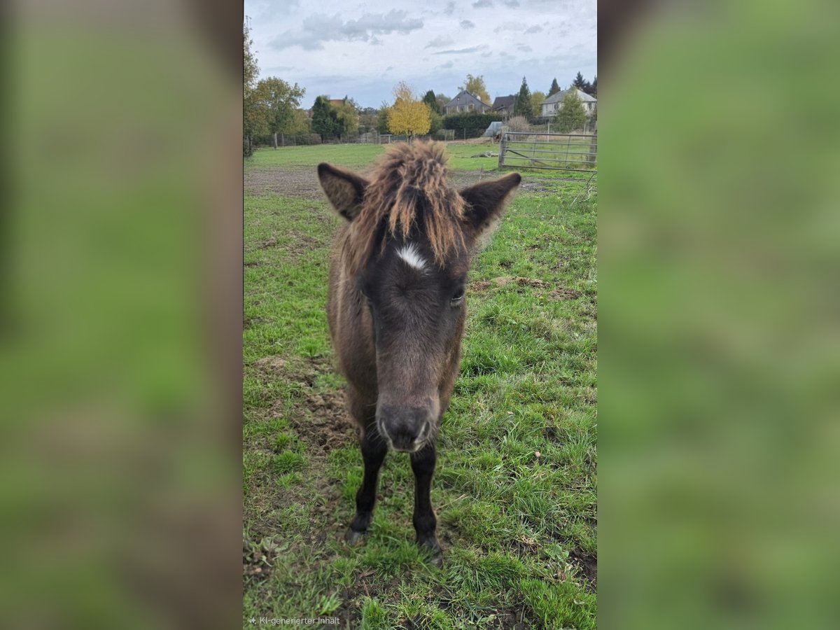 Icelandic Horse Stallion Foal (06/2025) Dun in Hermannsburg
