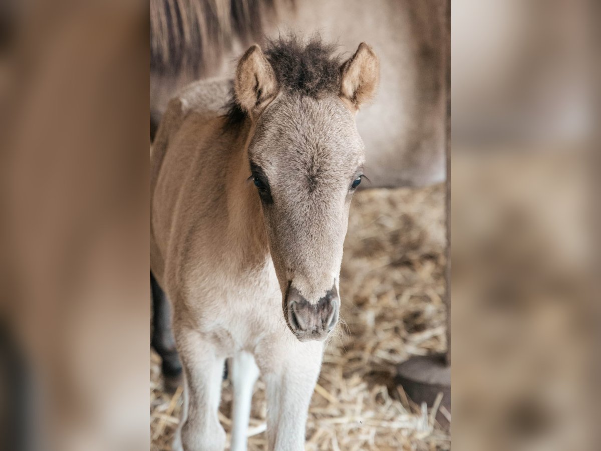 Icelandic Horse Stallion Foal (05/2025) in Lehmrade