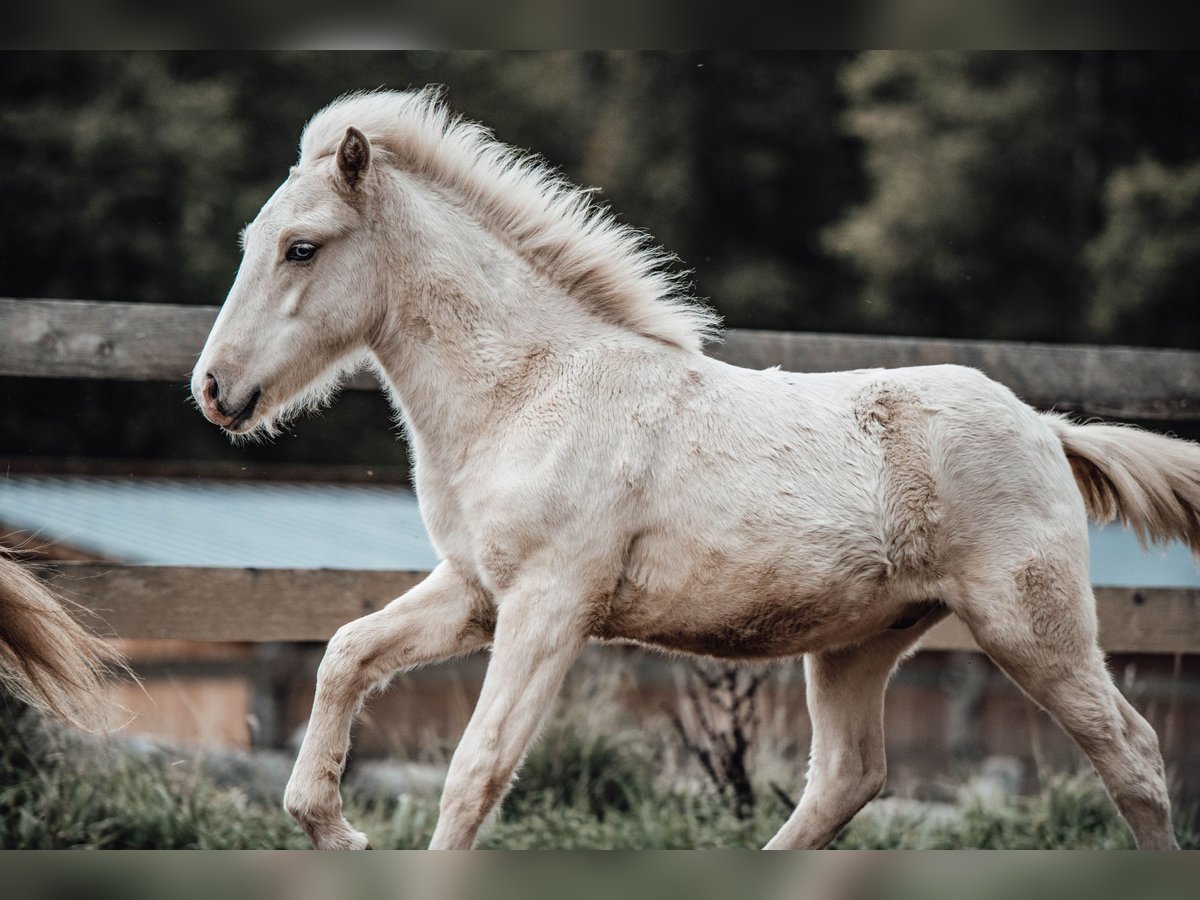 Icelandic Horse Stallion Foal (04/2025) Palomino in Hochrindl