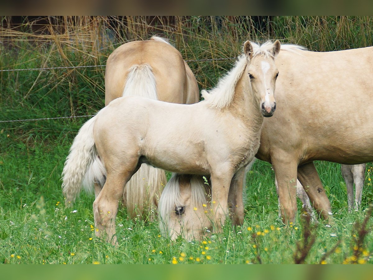 Icelandic Horse Stallion Foal (05/2025) Palomino in Polling