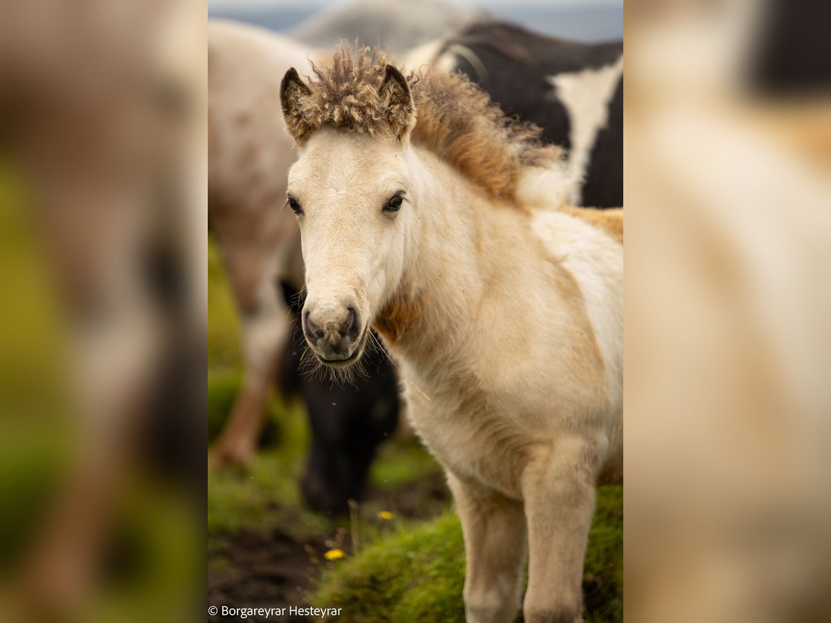 Icelandic Horse Stallion Foal (06/2025) Tobiano-all-colors in Hvolsvollur