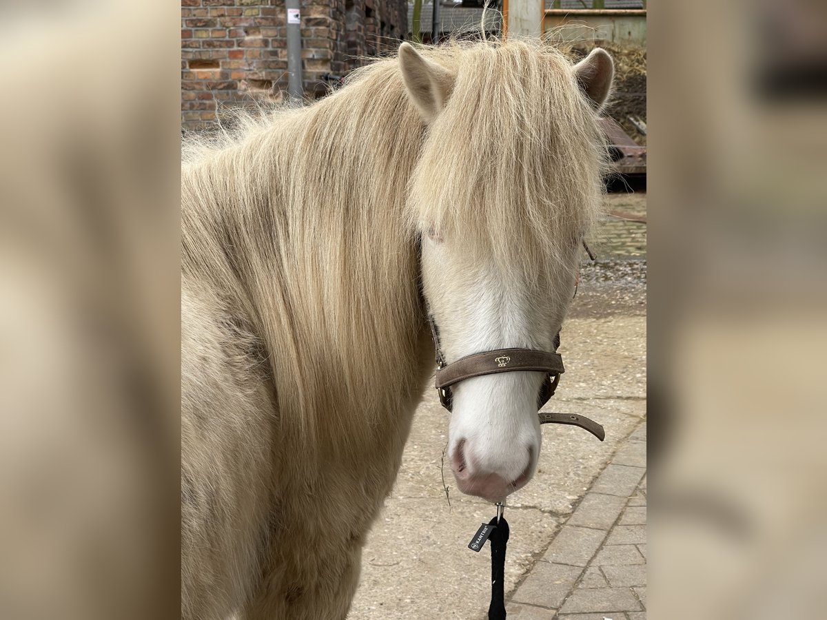 Icelandic Horse Stallion Perlino in Bottrop