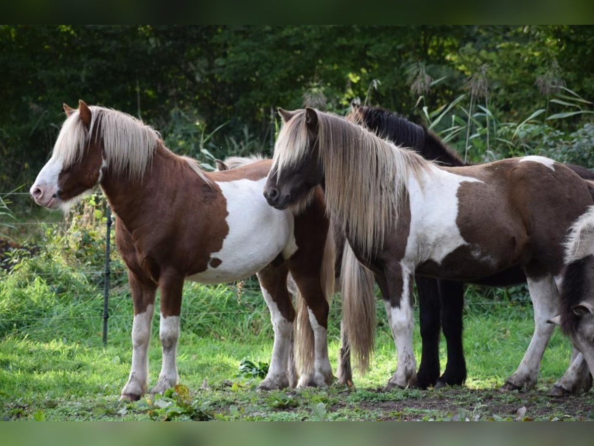 Icelandic Horse Stallion Pinto in Blunk