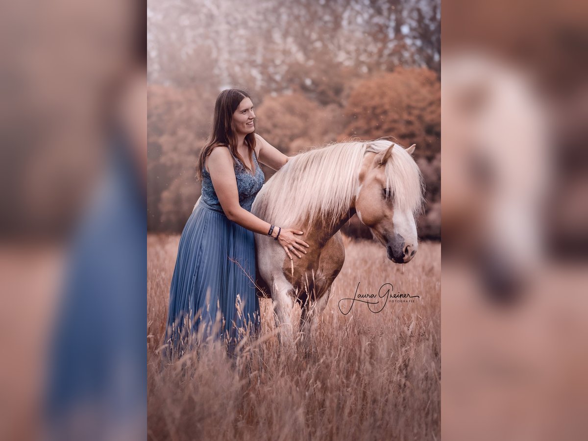 Icelandic Horse Stallion Pinto in Thuine