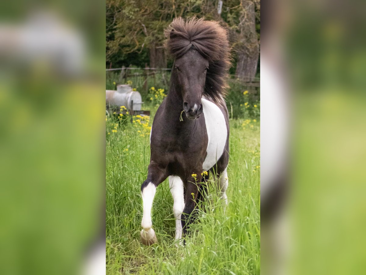 Icelandic Horse Stallion Pinto in Neuwied