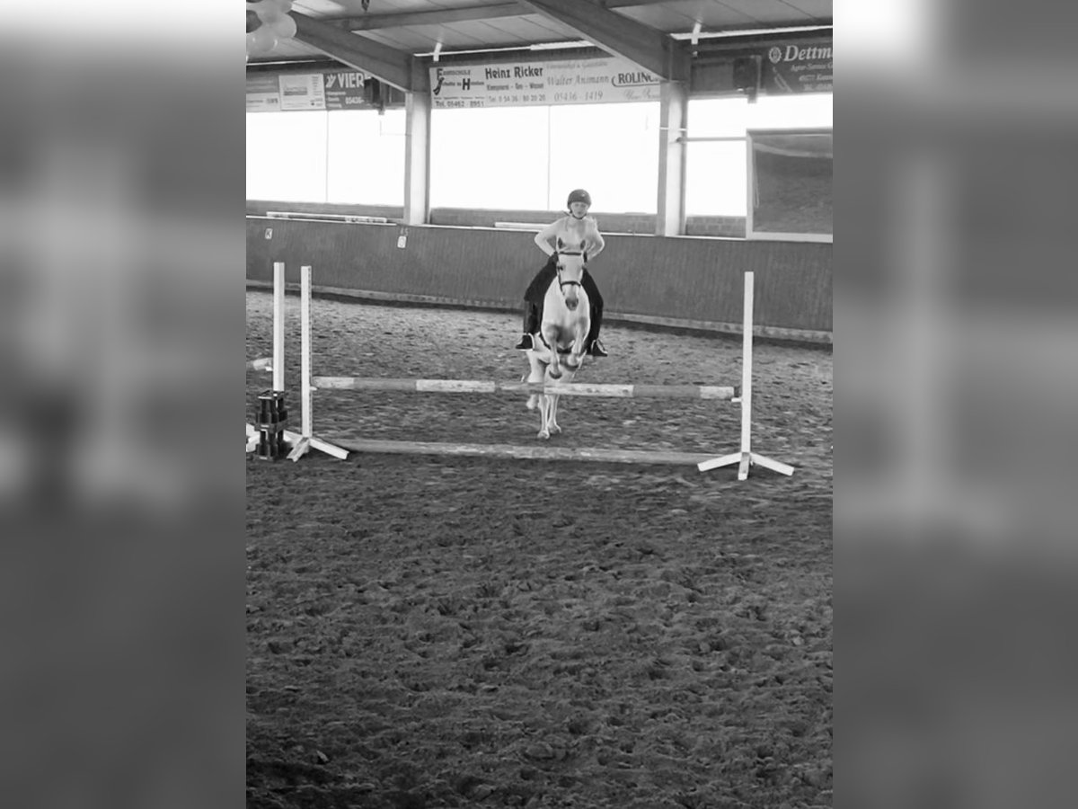 Ich Suche eine Reitbeteildigung. Ich Suche eine Reitbeteildigung.