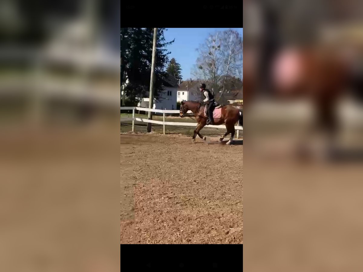 Ich suche eine Reitbeteiligung (RsP)