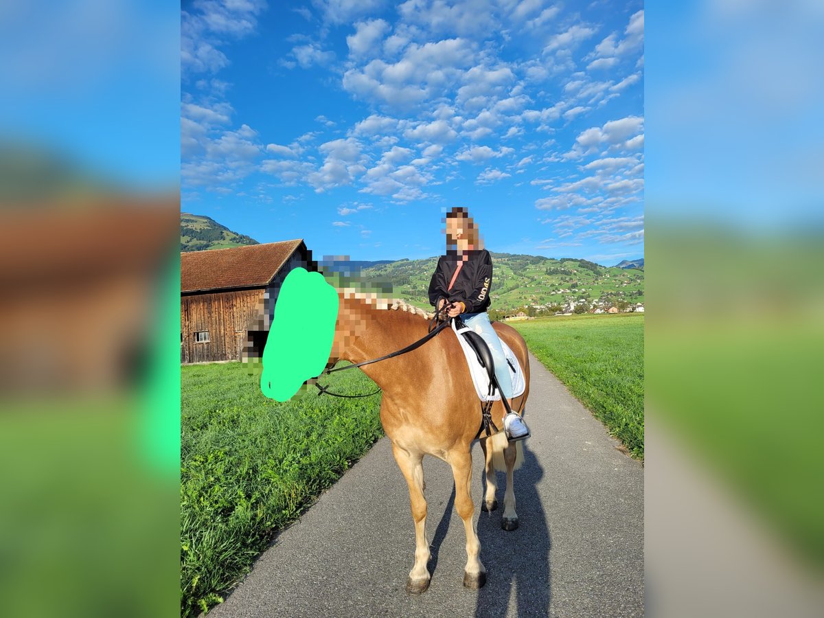 Ich suche eine Reitbeteiligung