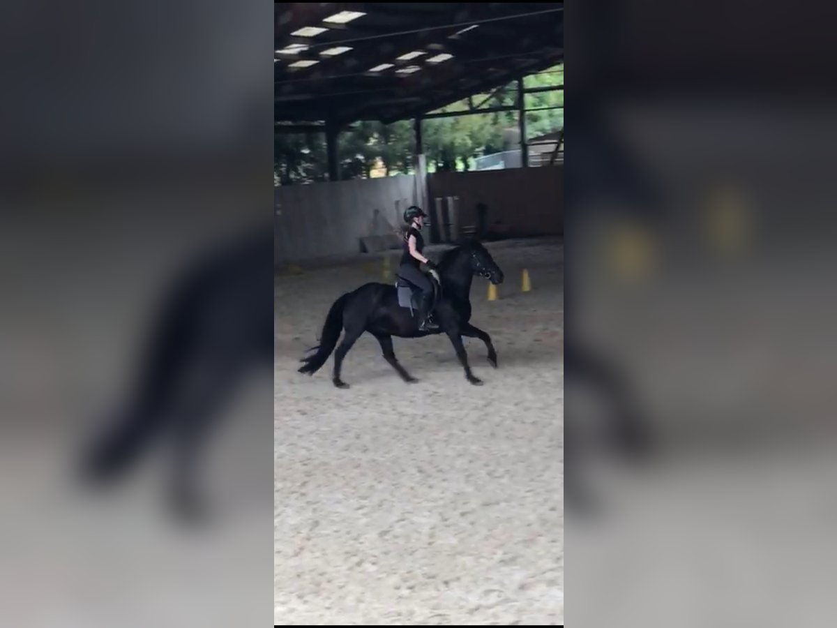 Ich suche eine Reitbeteiligung 