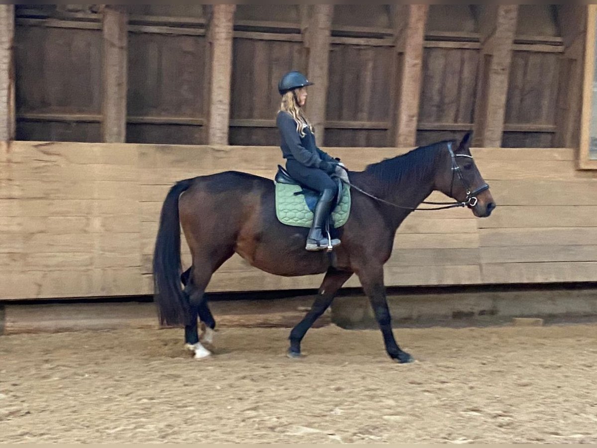 Ich suche eine Reitbeteiligung Ich suche eine Reitbeteiligung