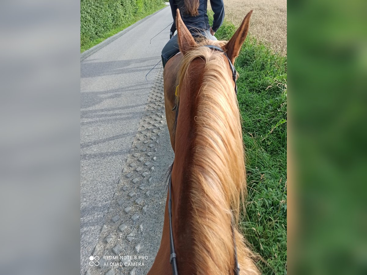 Ich Suche eine Reitbeteiligung! Ich Suche eine Reitbeteiligung!