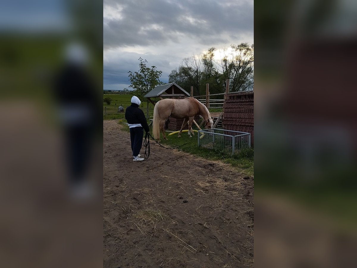 Ich suche eine Reitbeteiligung