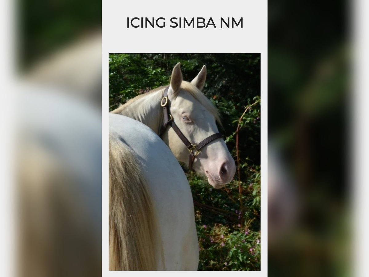 Icing Simba NM American Quarter Horse Stallion Perlino in Halfing