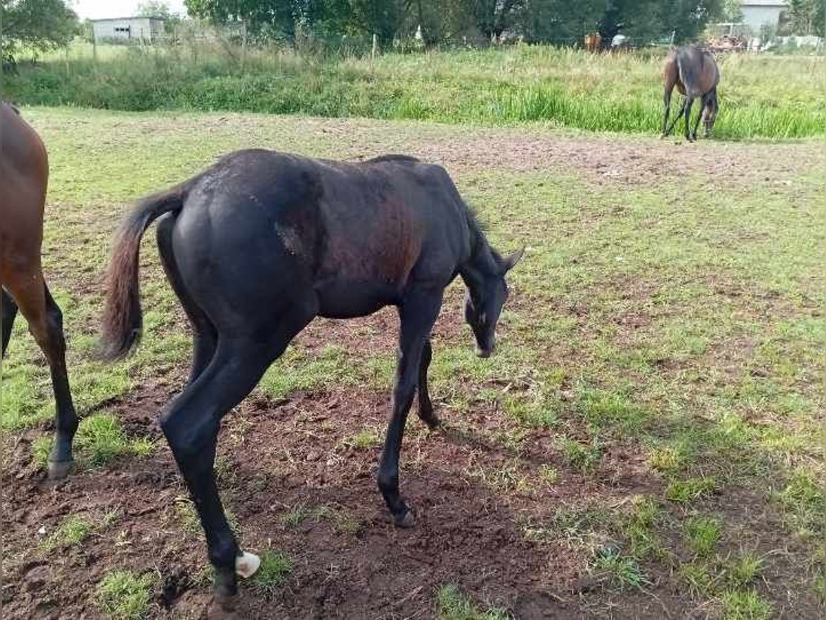 Iers volbloed Hengst 1 Jaar Zwartschimmel in wroclaw