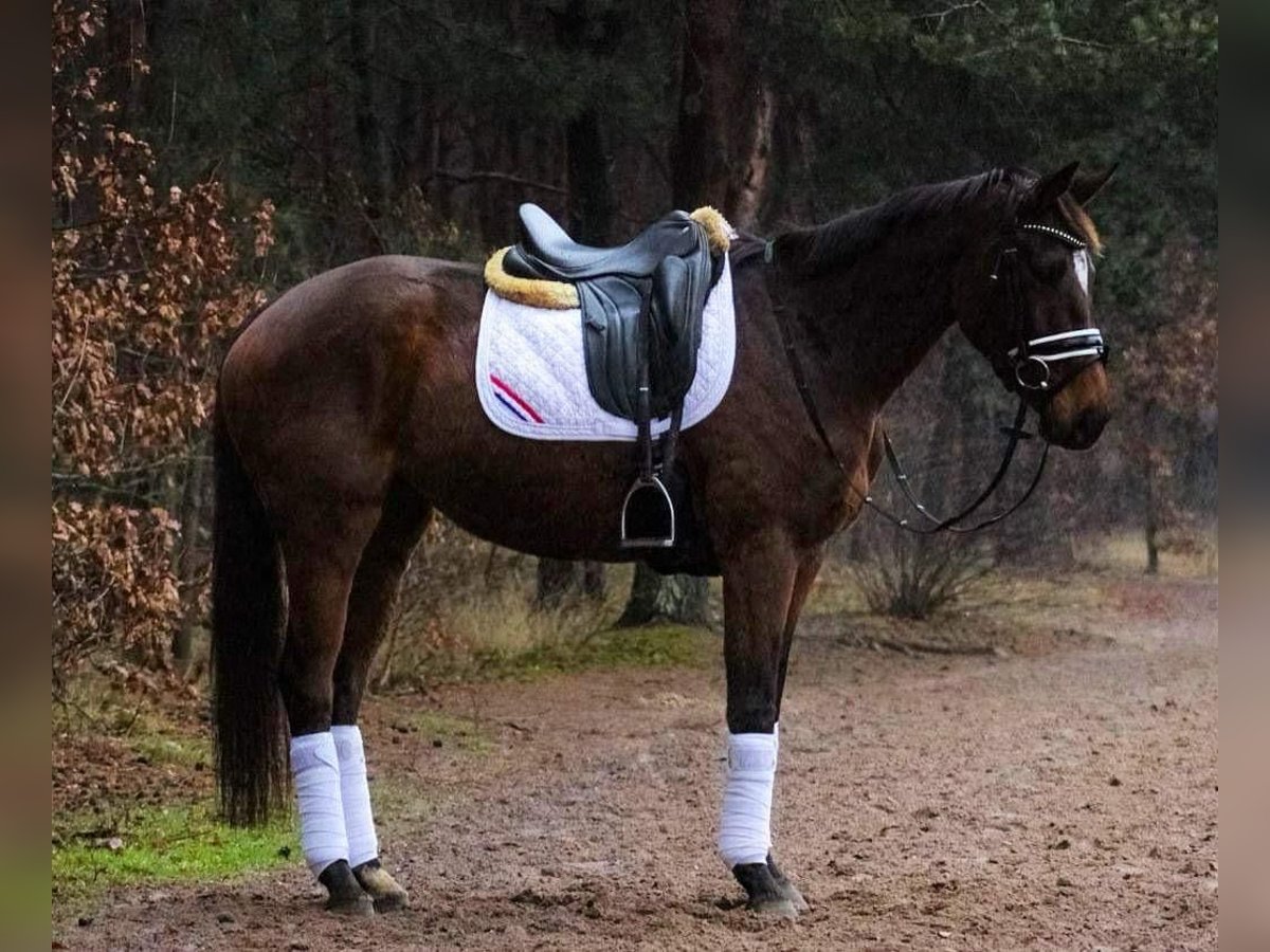 Iers volbloed Merrie 10 Jaar 163 cm Bruin in Wijckel