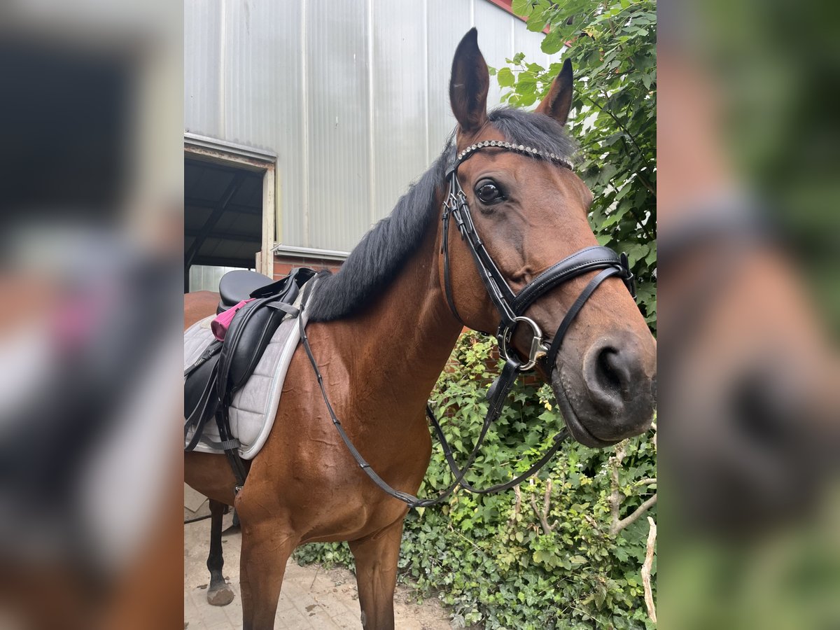 Iers volbloed Merrie 10 Jaar 165 cm Bruin in Landesbergen