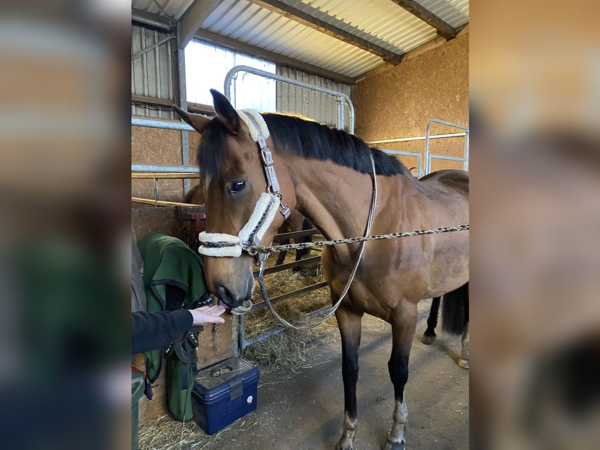 Iers volbloed Merrie 11 Jaar 163 cm Bruin in Tangstedt