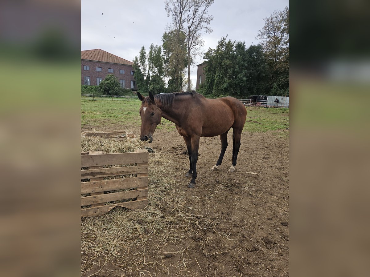 Iers volbloed Merrie 11 Jaar 165 cm Bruin in Peine