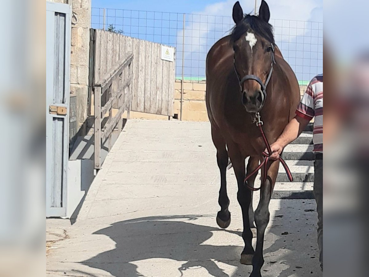 Iers volbloed Merrie 14 Jaar 165 cm Bruin in Maghtab