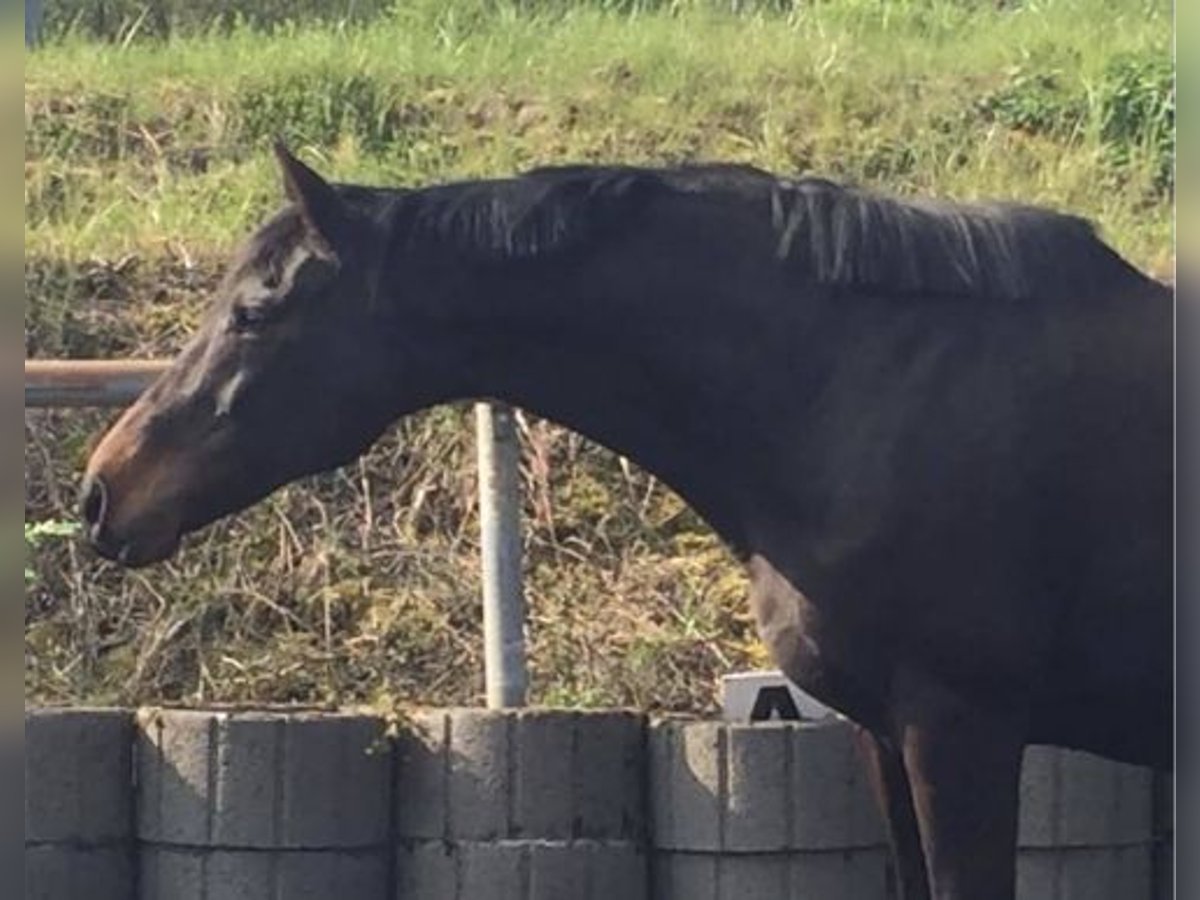 Iers volbloed Merrie 17 Jaar 165 cm Donkerbruin in Kraichtal