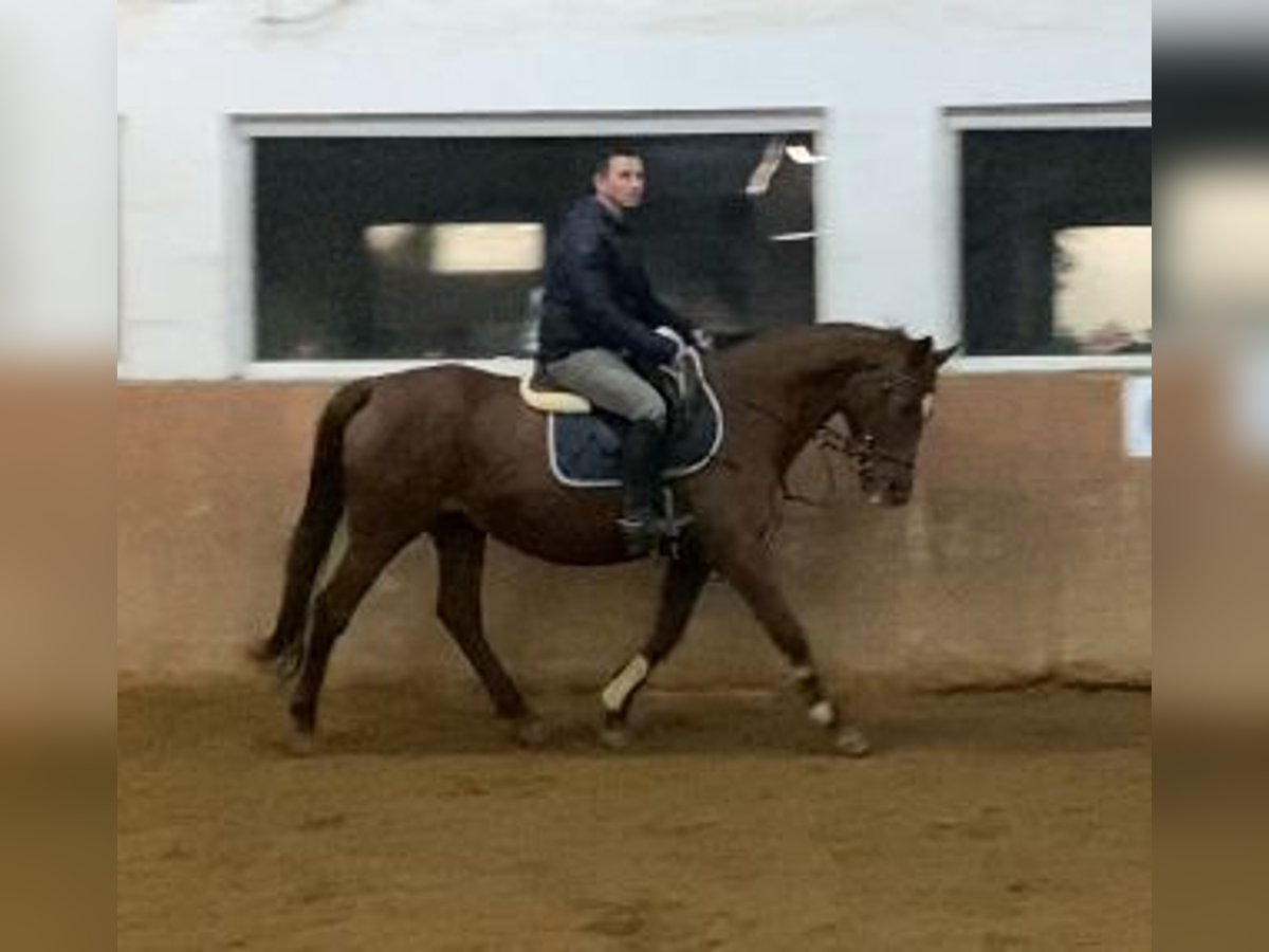 Iers volbloed Merrie 18 Jaar 160 cm in Elze Esbeck