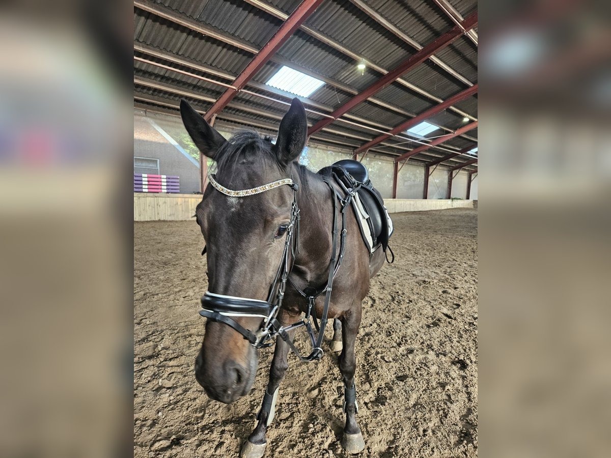 Iers volbloed Merrie 4 Jaar 158 cm Bruin in Alteveerveer