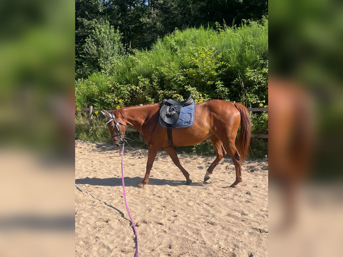 Iers volbloed Merrie 6 Jaar 160 cm Vos in Wallmenroth