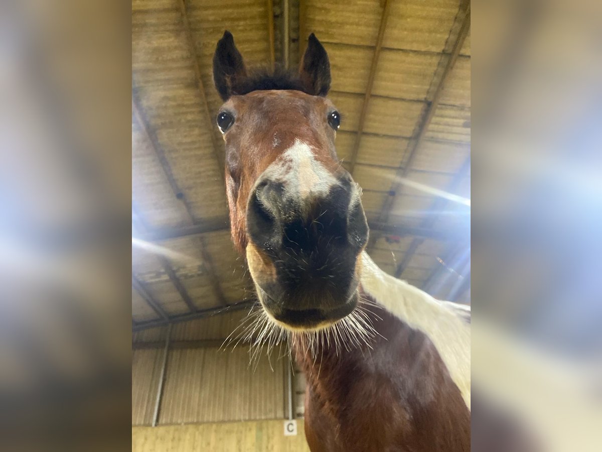 Iers volbloed Merrie 7 Jaar 150 cm Gevlekt-paard in D&#xFC;ren