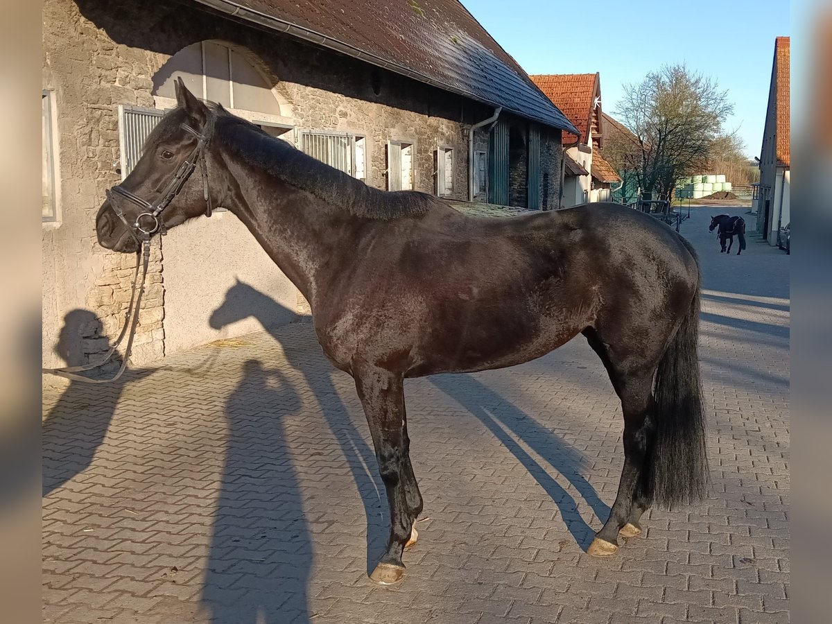 Iers volbloed Merrie 7 Jaar 168 cm Donkerbruin in Leopoldshöhe