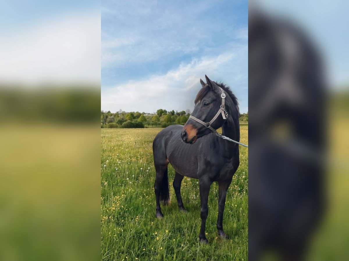 Iers volbloed Merrie 7 Jaar Bruin in Norderstedt