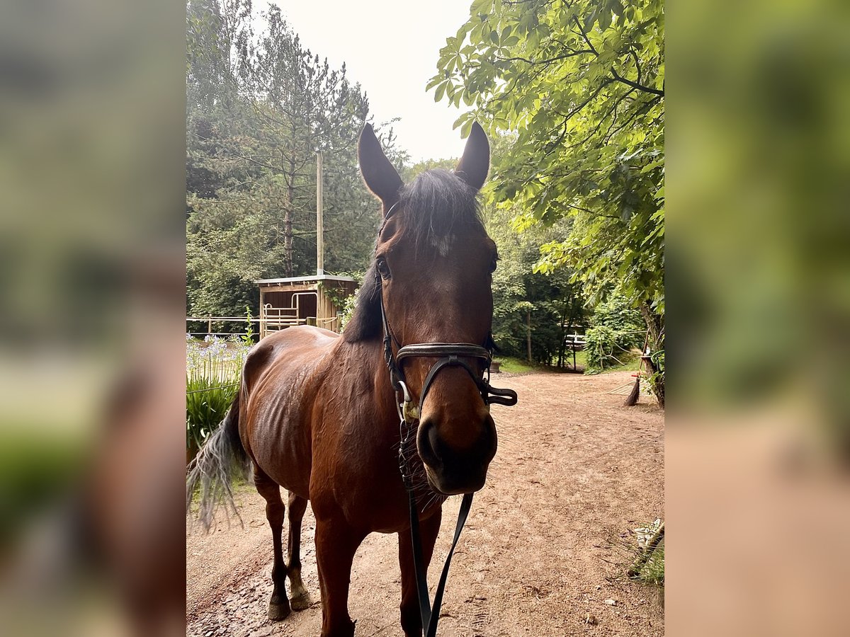 Iers volbloed Ruin 5 Jaar Bruin in D&#xF6;beln