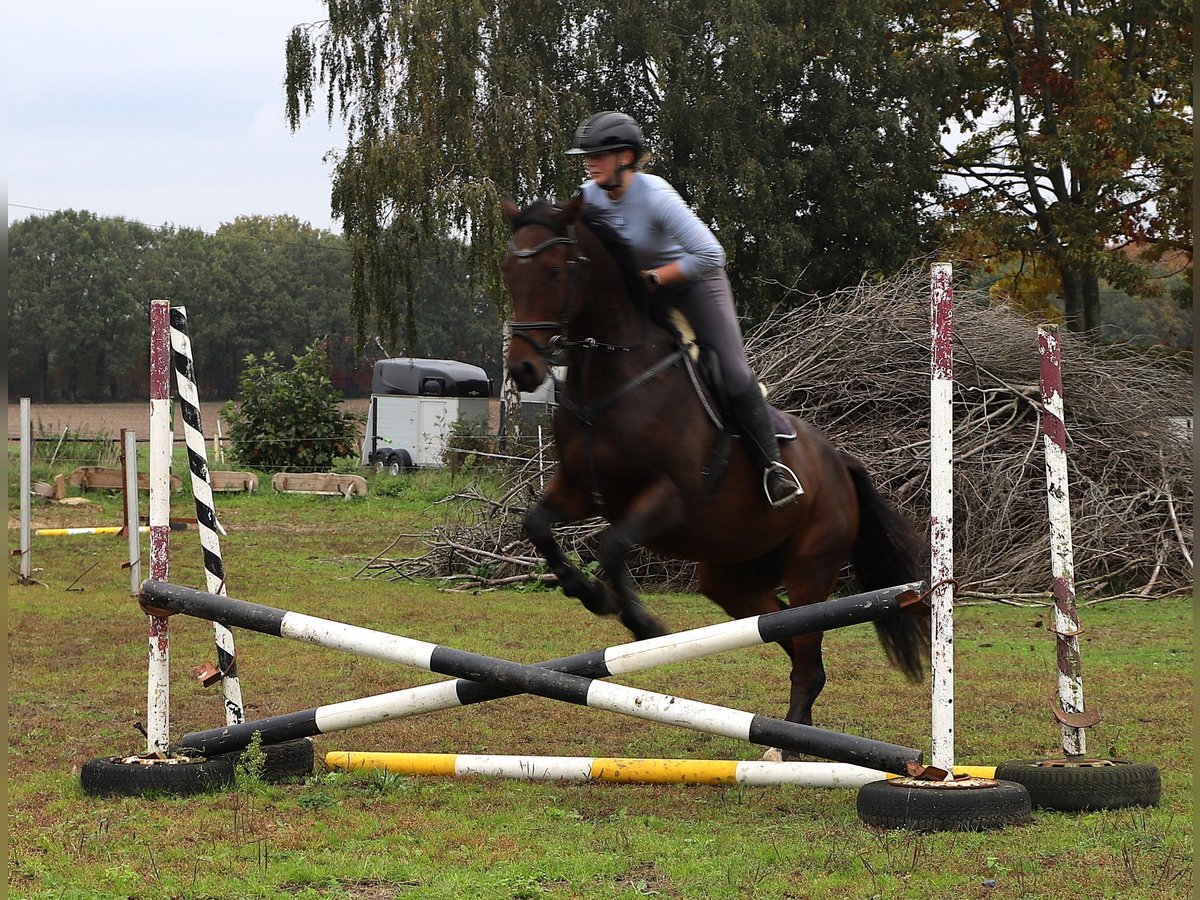 Iers volbloed Mix Ruin 6 Jaar 164 cm Donkerbruin in uelsen
