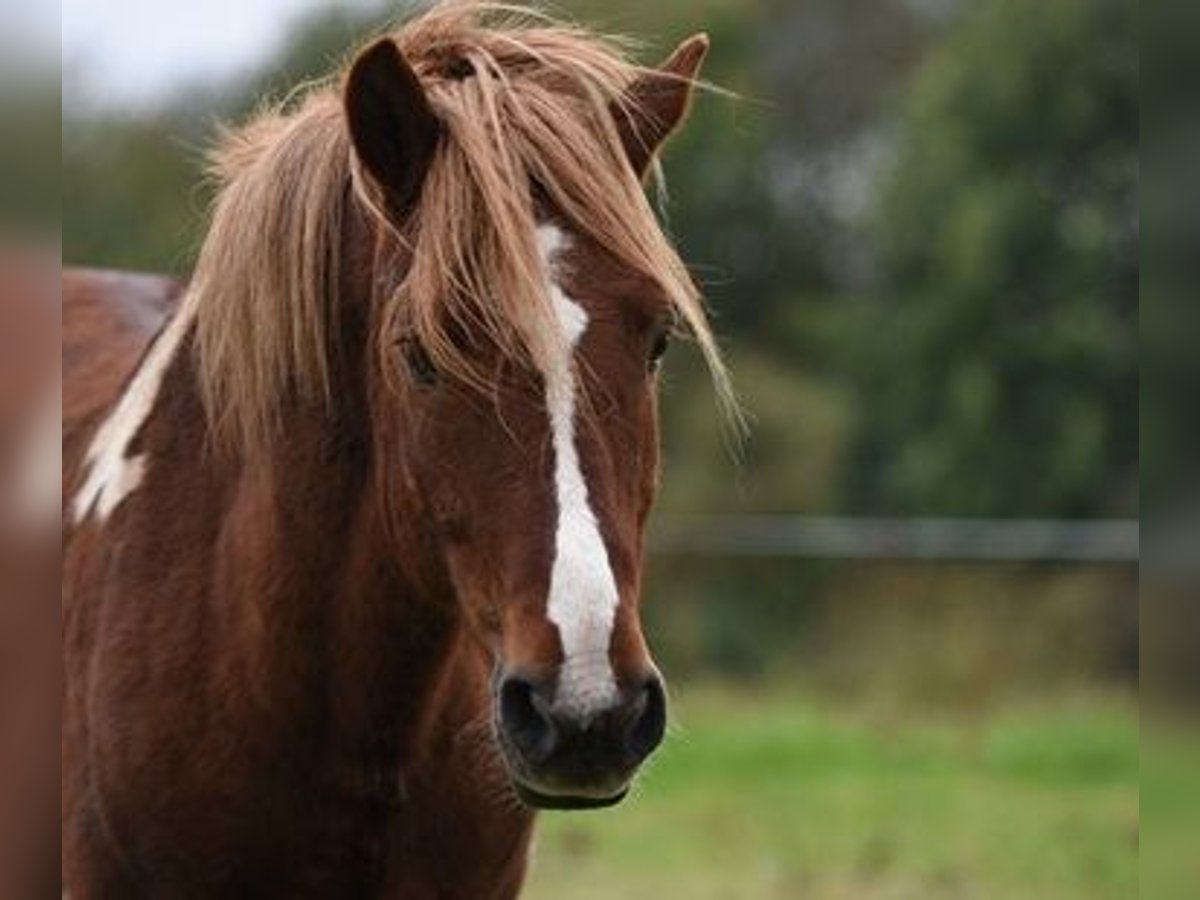 IJslander Hengst 18 Jaar 137 cm Gevlekt-paard in Sauldorf