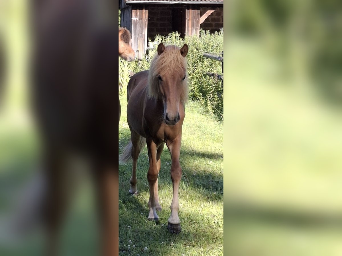 IJslander Hengst 1 Jaar Vos in Hermannsburg