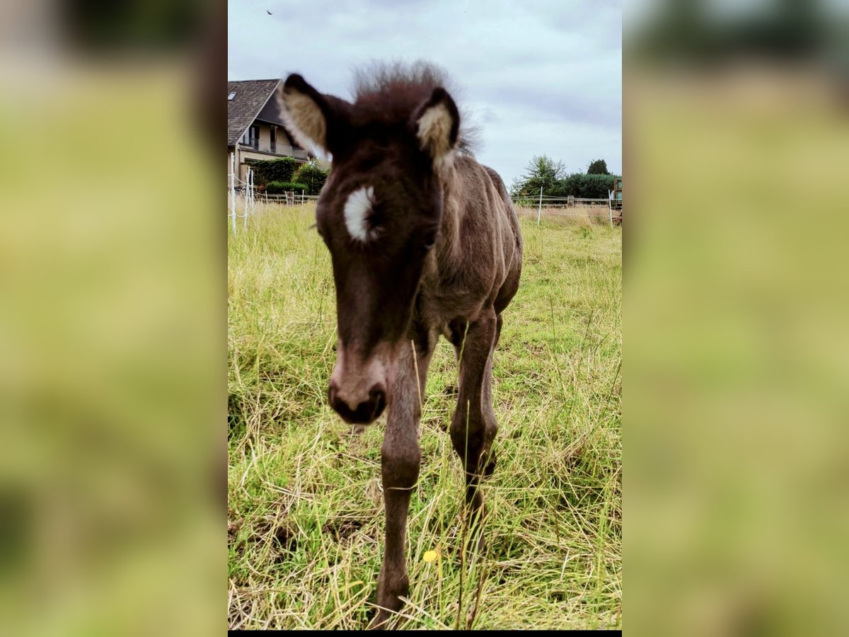 IJslander Hengst 1 Jaar Zwart in Hermannsburg