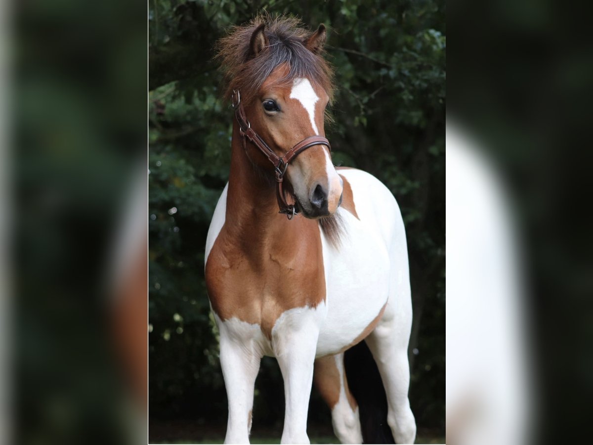 IJslander Hengst 2 Jaar Gevlekt-paard in Oberlangen