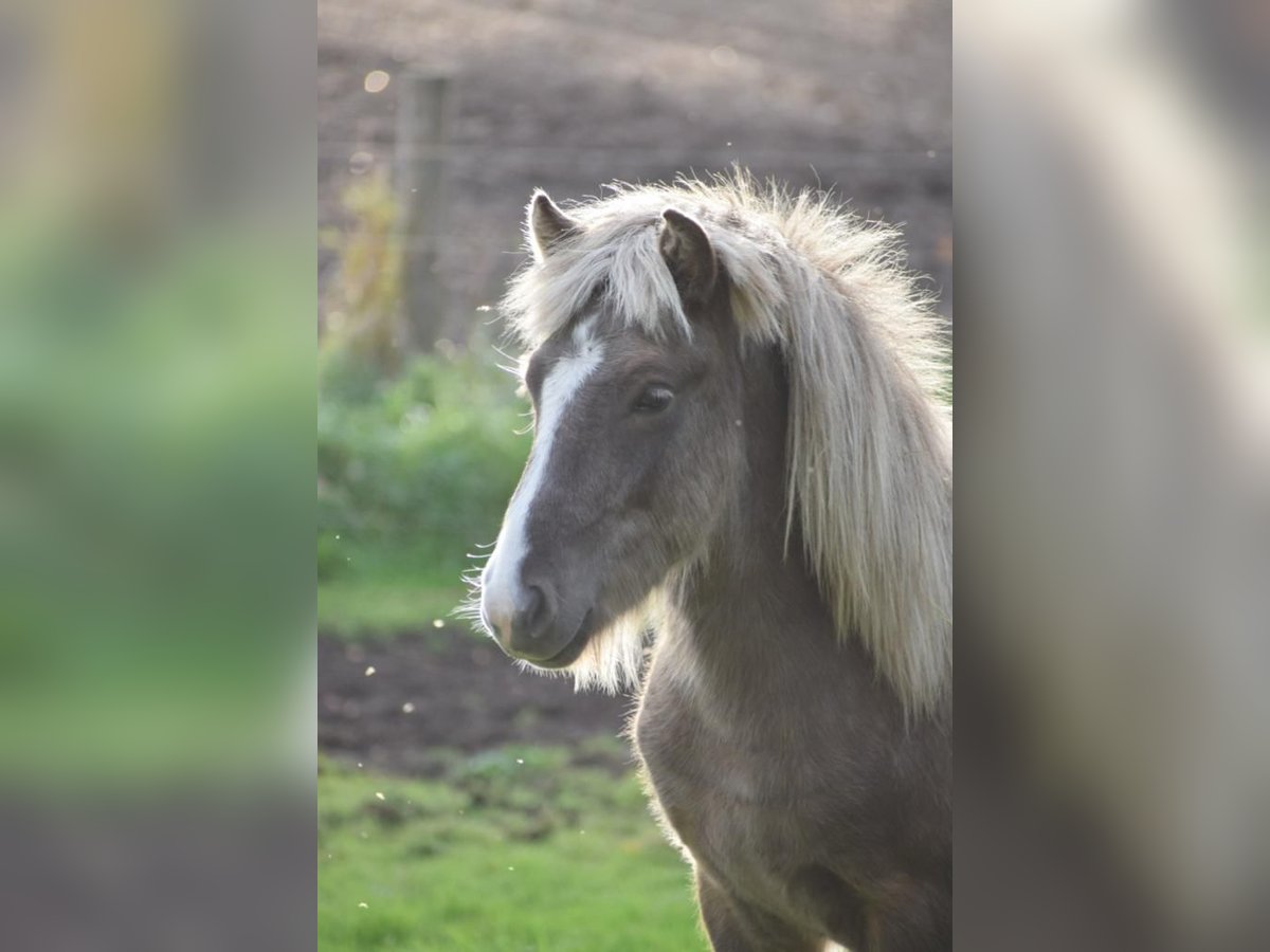 IJslander Hengst 3 Jaar 137 cm in Blunk