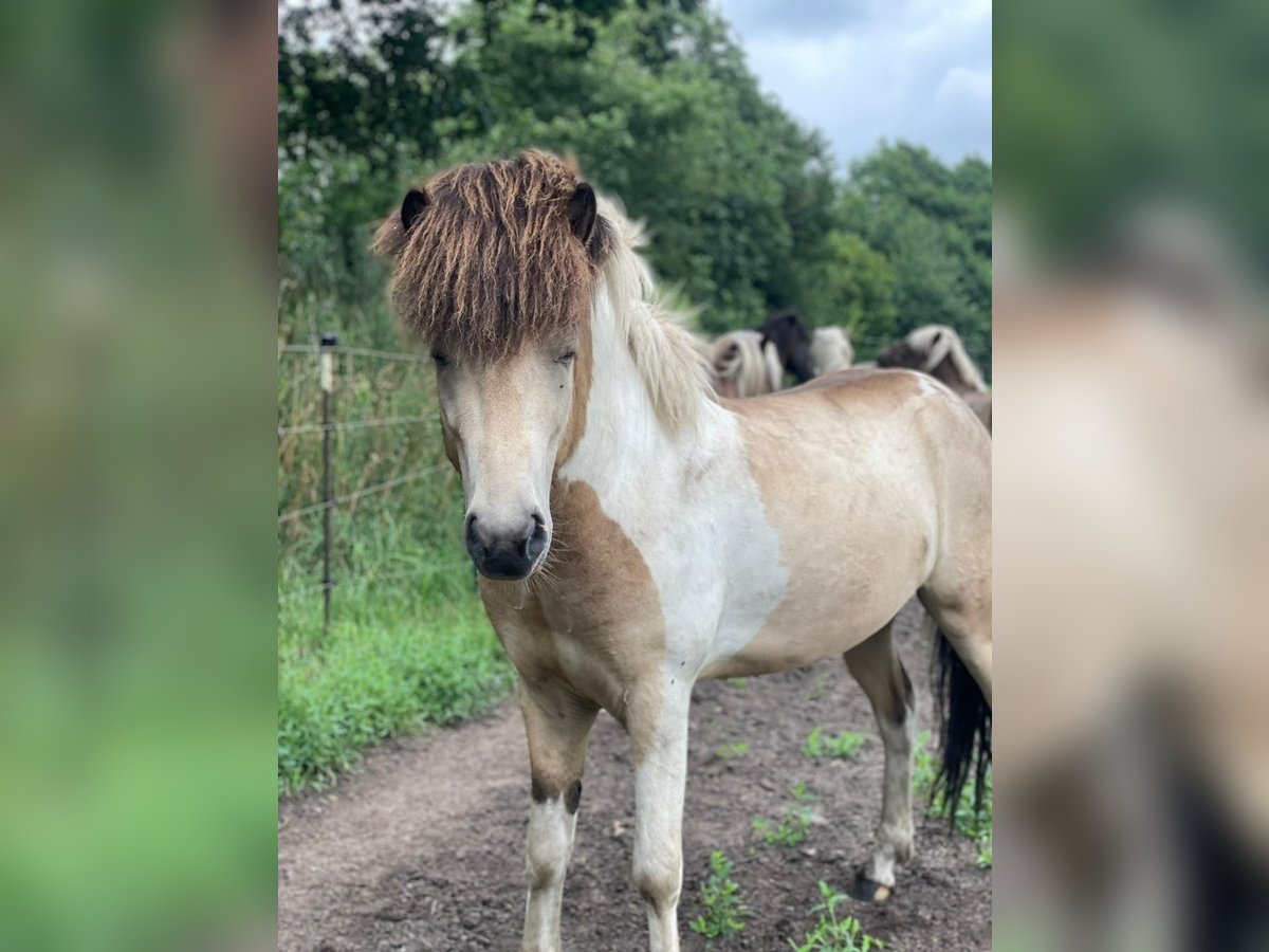IJslander Hengst 3 Jaar 139 cm in Blunk