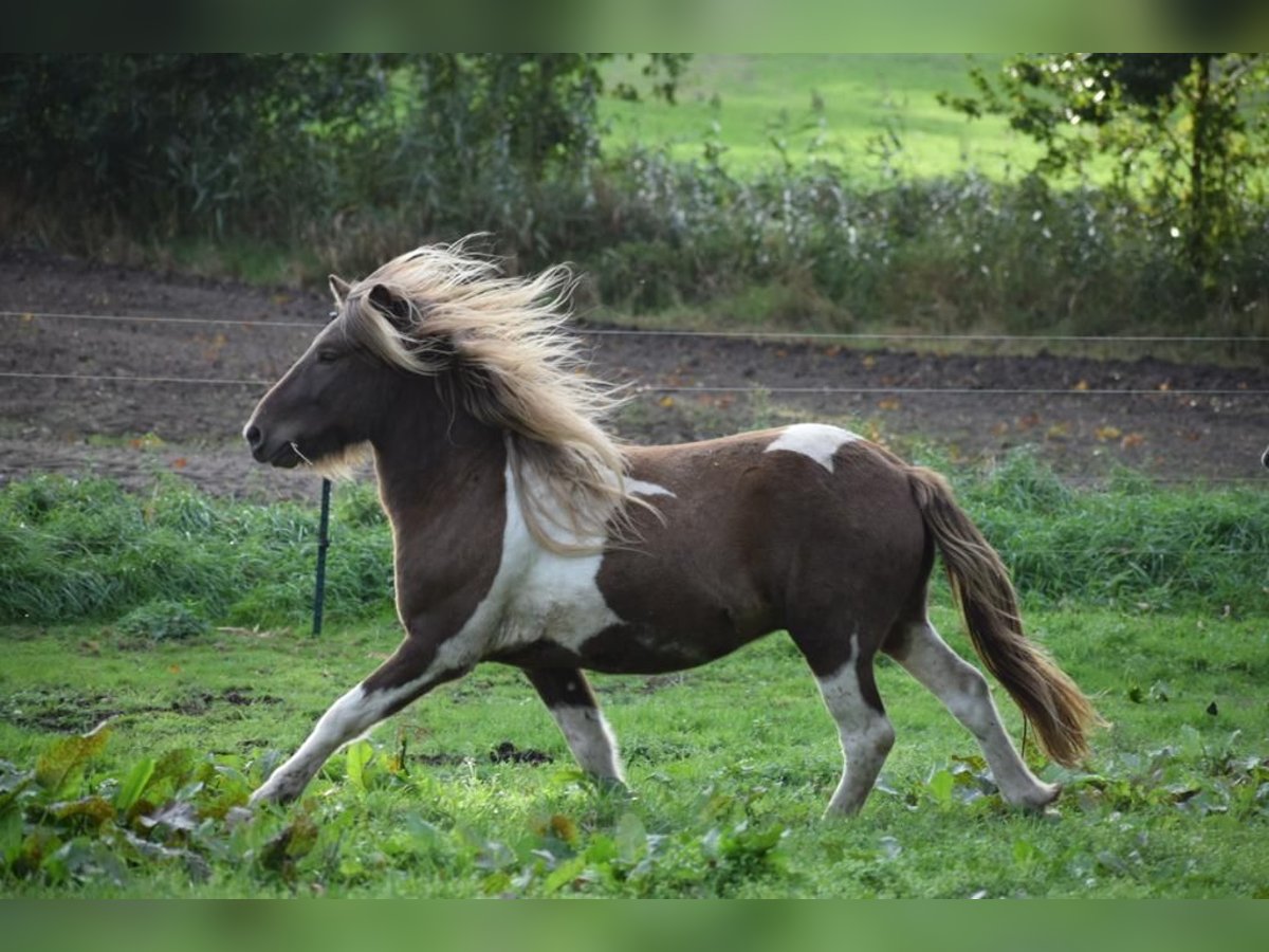 IJslander Hengst 3 Jaar 142 cm Gevlekt-paard in Blunk