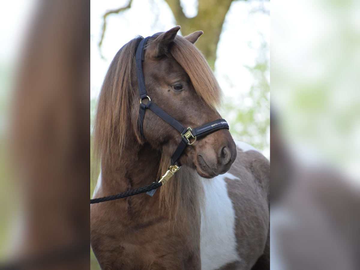 IJslander Hengst 4 Jaar 142 cm Gevlekt-paard in Blunk