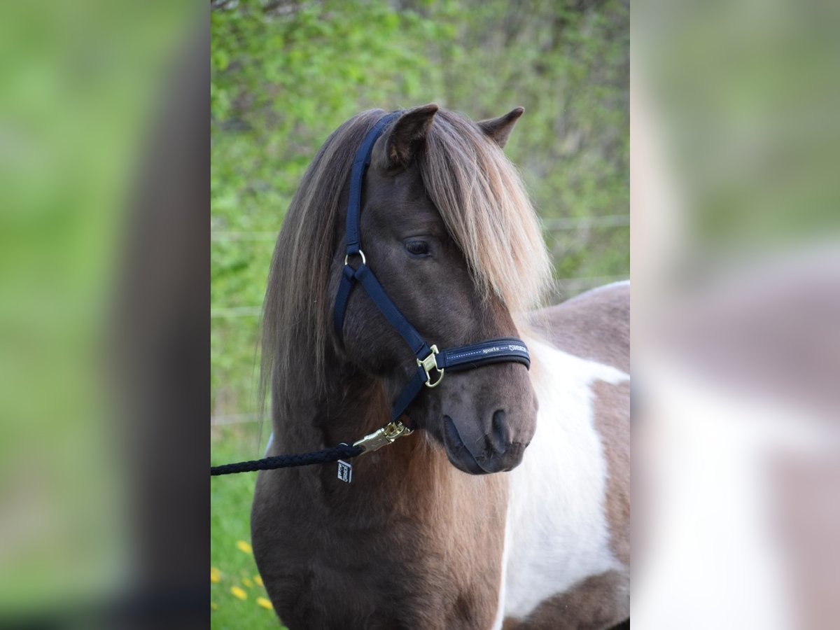 IJslander Hengst 4 Jaar 142 cm Gevlekt-paard in Blunk