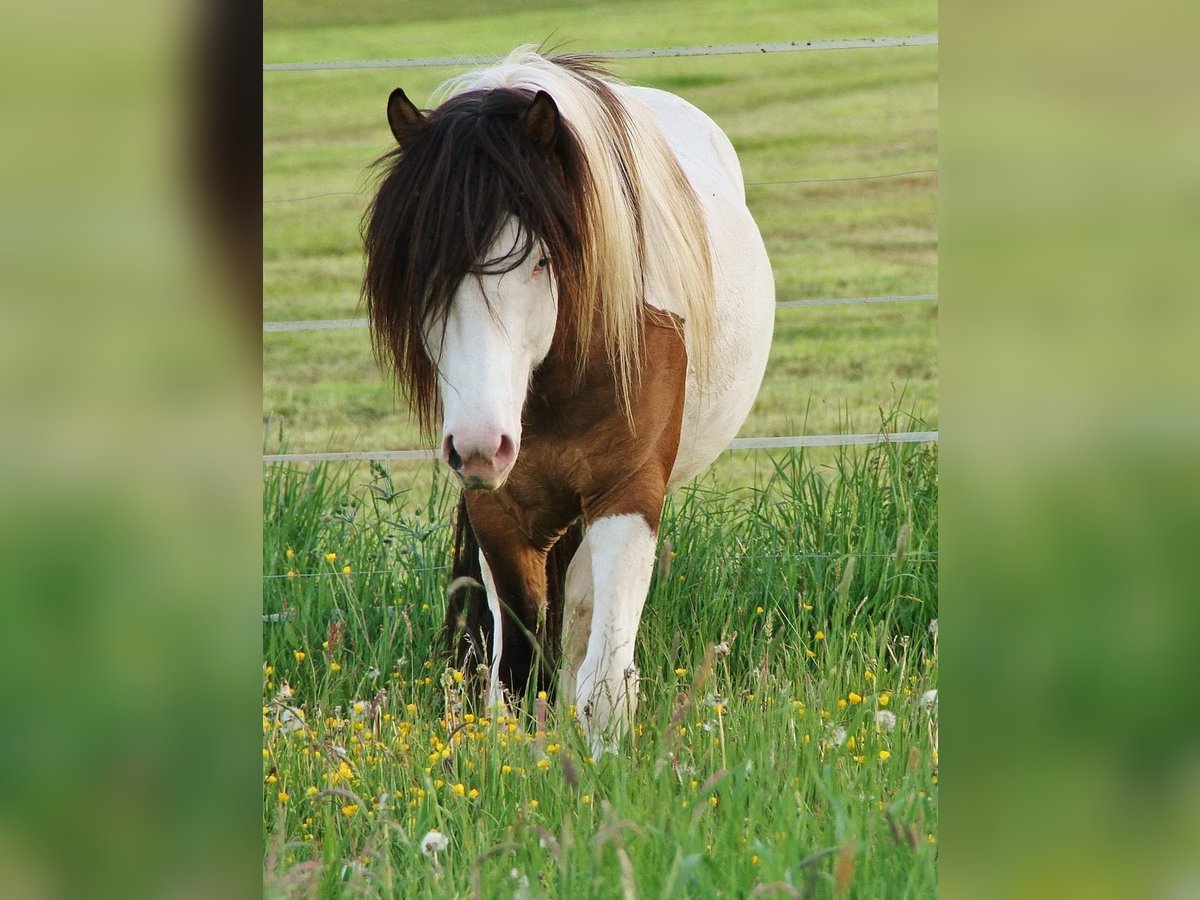 IJslander Hengst 6 Jaar 137 cm Gevlekt-paard in Saarland