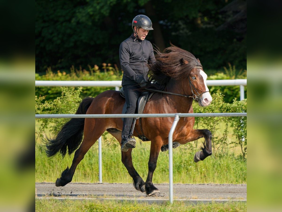 IJslander Hengst Bruin in Lebach