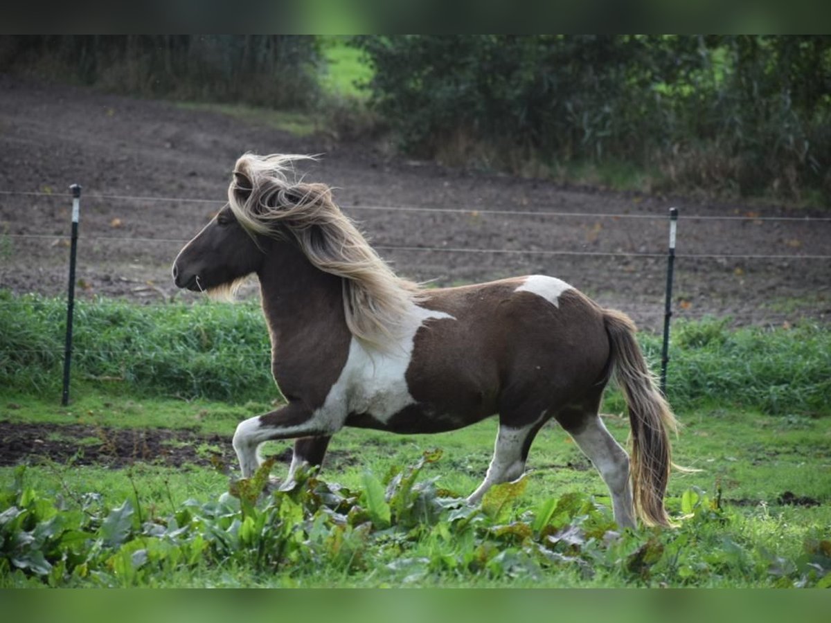 IJslander Hengst Gevlekt-paard in Blunk