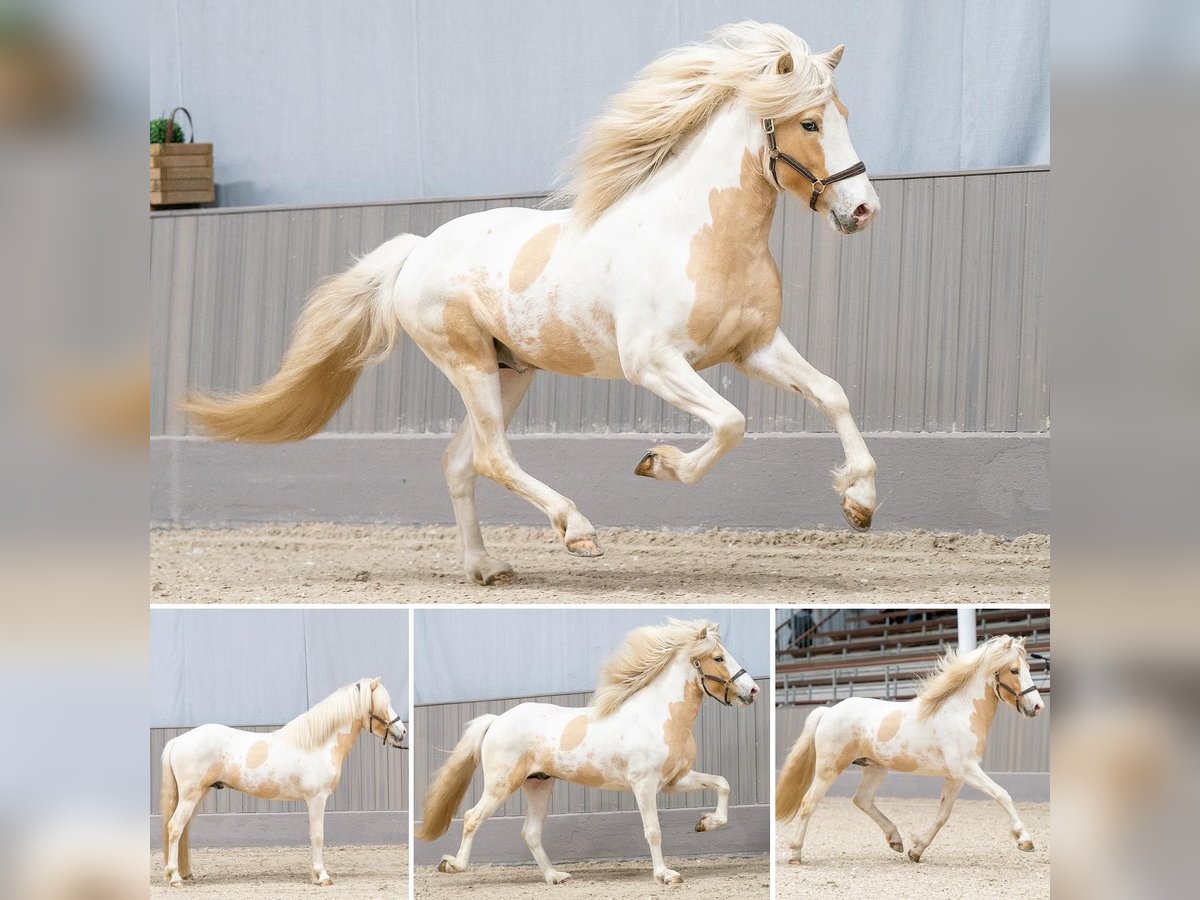 IJslander Hengst Gevlekt-paard in Thuine