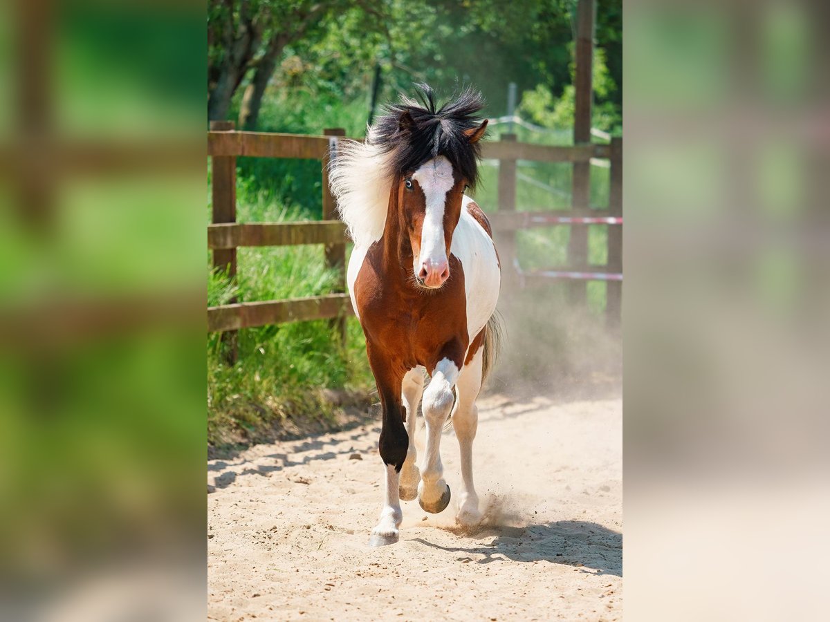 IJslander Hengst Gevlekt-paard in Ganderkesee