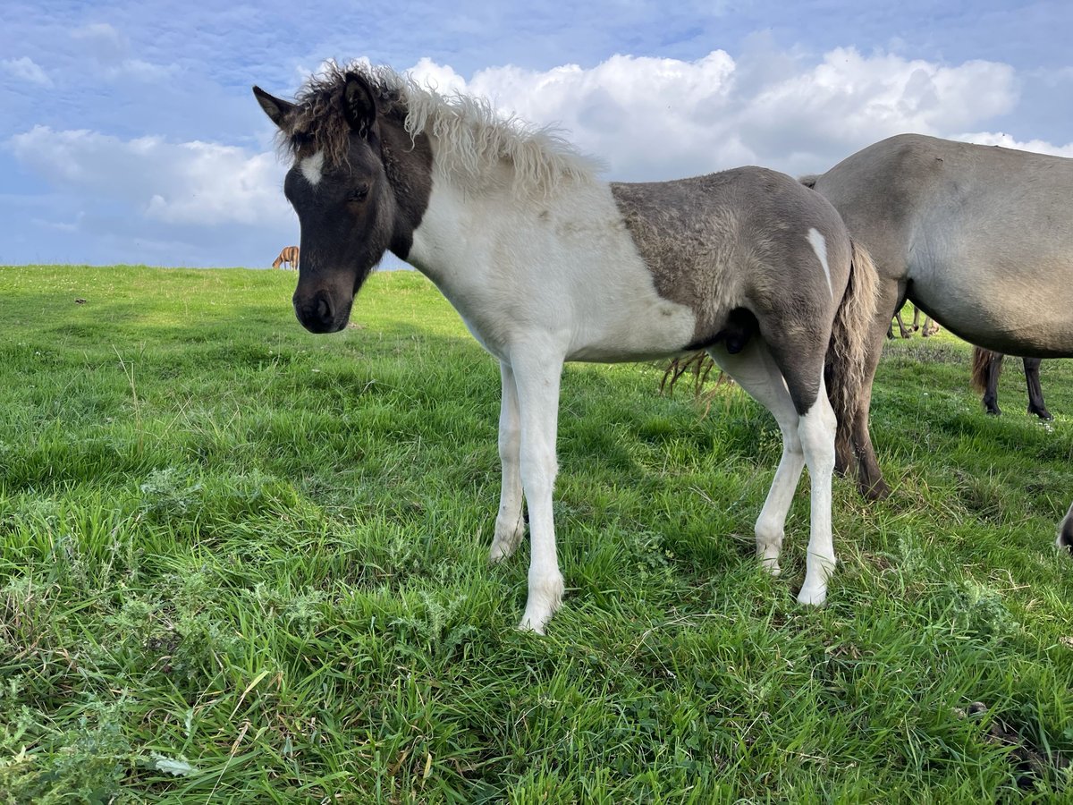 IJslander Hengst Veulen (05/2025) 144 cm Gevlekt-paard in Hohenfelde